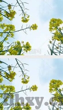 麻豆网app-麻豆网App，视角之下探索现代网络生活的独特风景